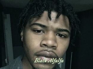 Black_Alfalfa