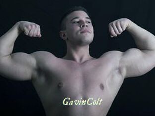 GavinColt