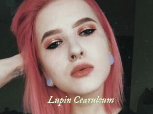 Lupin_Cearuleum