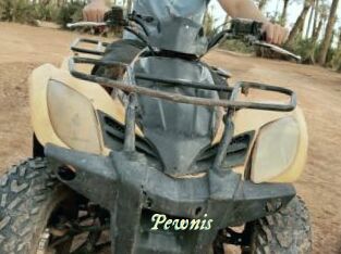 Pewnis